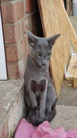 Lost Cat