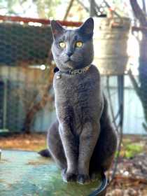 Lost Cat
