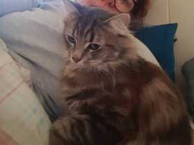 Lost Cat