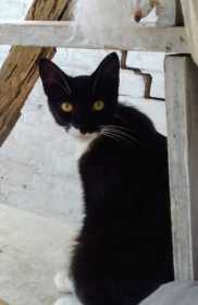 Lost Cat