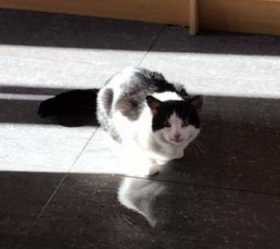 Lost Cat