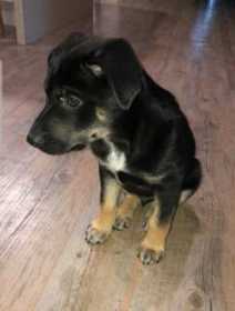Lost Dog