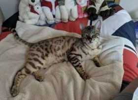 Lost Cat