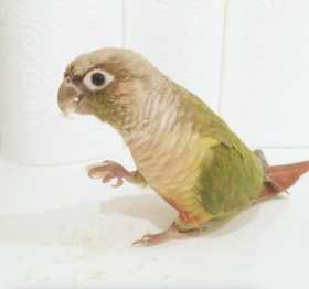 Lost Conure