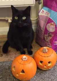 Lost Cat