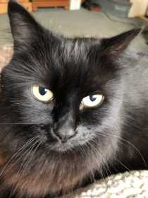 Lost Cat