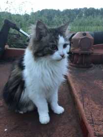 Lost Cat