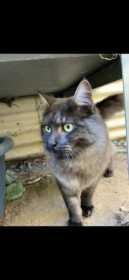 Lost Cat