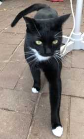 Lost Cat