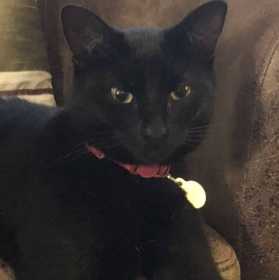 Lost Cat
