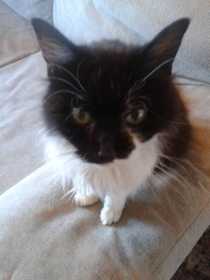 Lost Cat