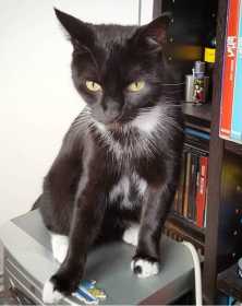 Lost Cat