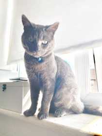 Lost Cat
