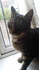 Lost Cat