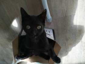 Lost Cat