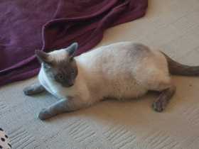Lost Cat