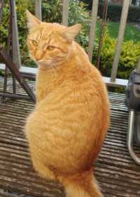 Lost Cat