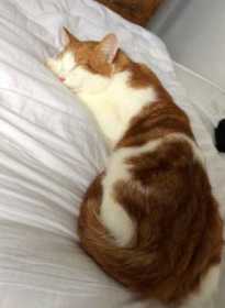 Lost Cat