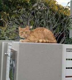 Lost Cat