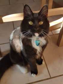 Lost Cat