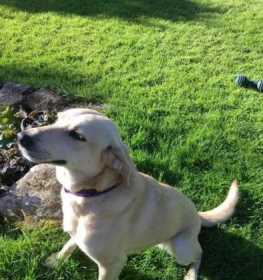 Lost Dog