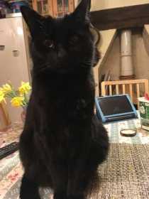 Lost Cat