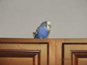 Lost Budgerigar