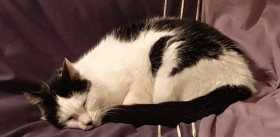 Lost Cat