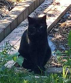 Lost Cat