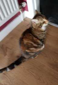 Lost Cat