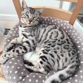 Lost Cat