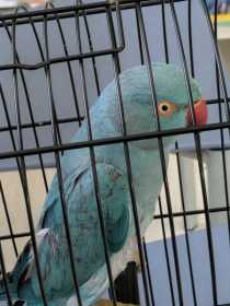 Lost Indian Ringneck Parakeet