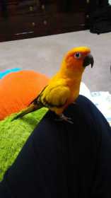 Lost Conure