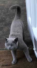 Lost Cat