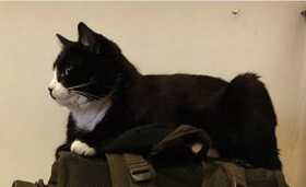 Lost Cat