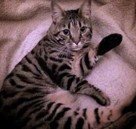 Lost Cat
