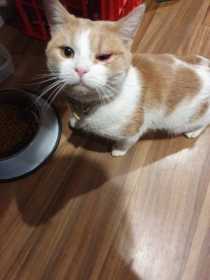 Lost Cat