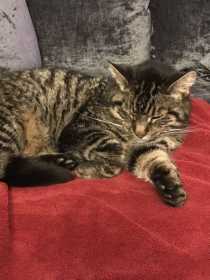 Lost Cat