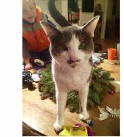 Lost Cat