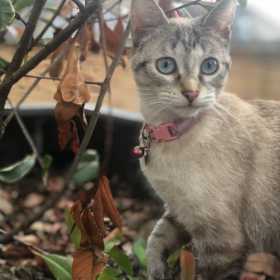 Lost Cat