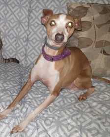 Lost Dog