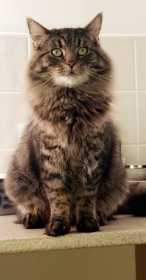 Lost Cat