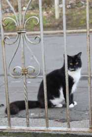 Lost Cat