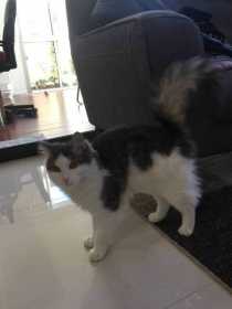 Lost Cat