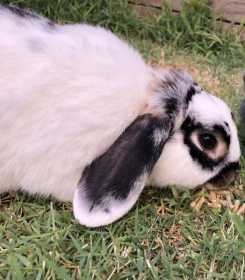 Lost Rabbit