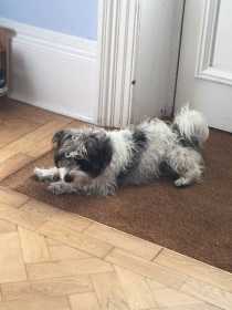 Lost Dog
