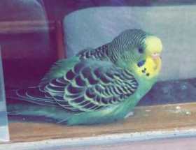 Lost Budgerigar