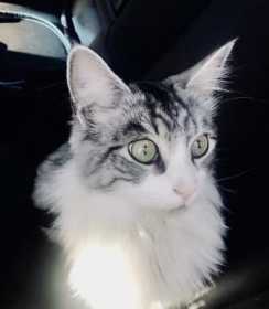 Lost Cat