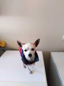 Lost Dog