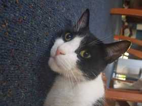Lost Cat
